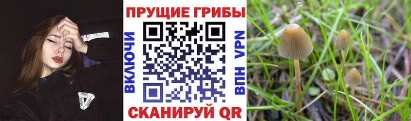 мега вход  где купить наркотик  Вольск  Галлюциногенные грибы GOLDEN TEACHER 