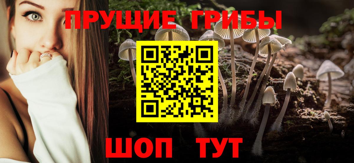 Галлюциногенные грибы MAGIC MUSHROOMS  Вход с VPN  купить закладку  Вольск  Псилоцибиновые грибы Psilocybine cubensis 